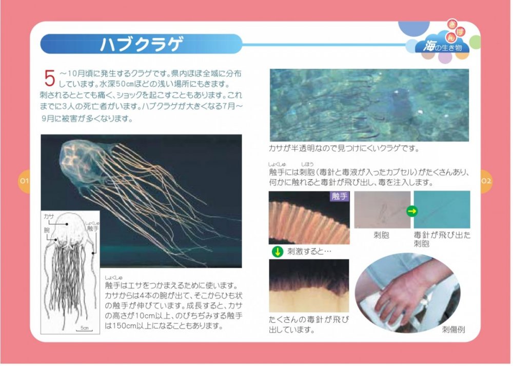 ハブクラゲについて
